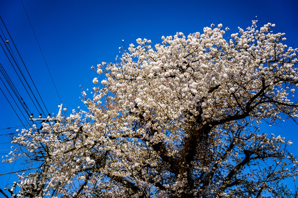 a tree with white flowers and power lines in the background