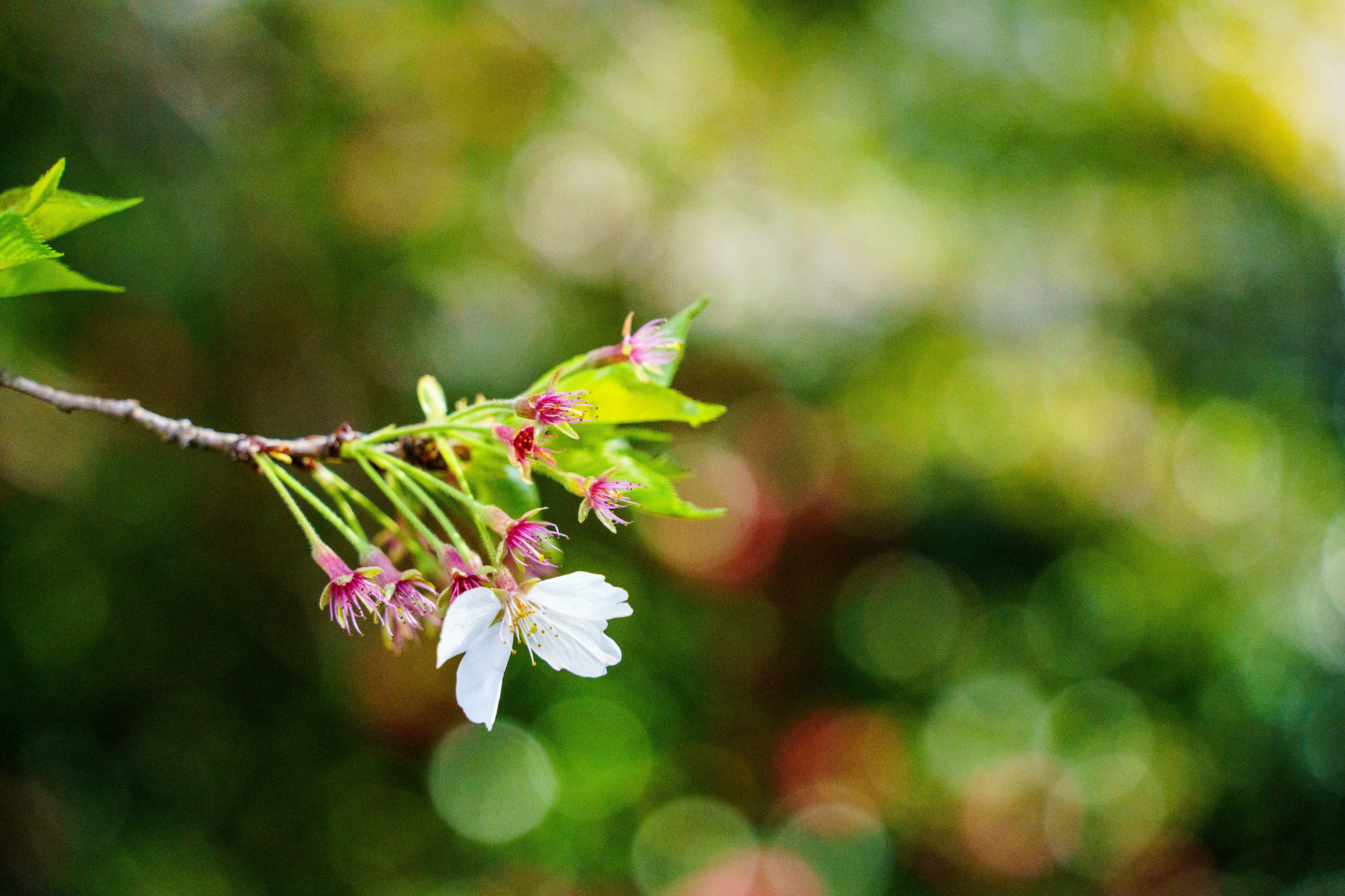 Photo by kent_shimazaki