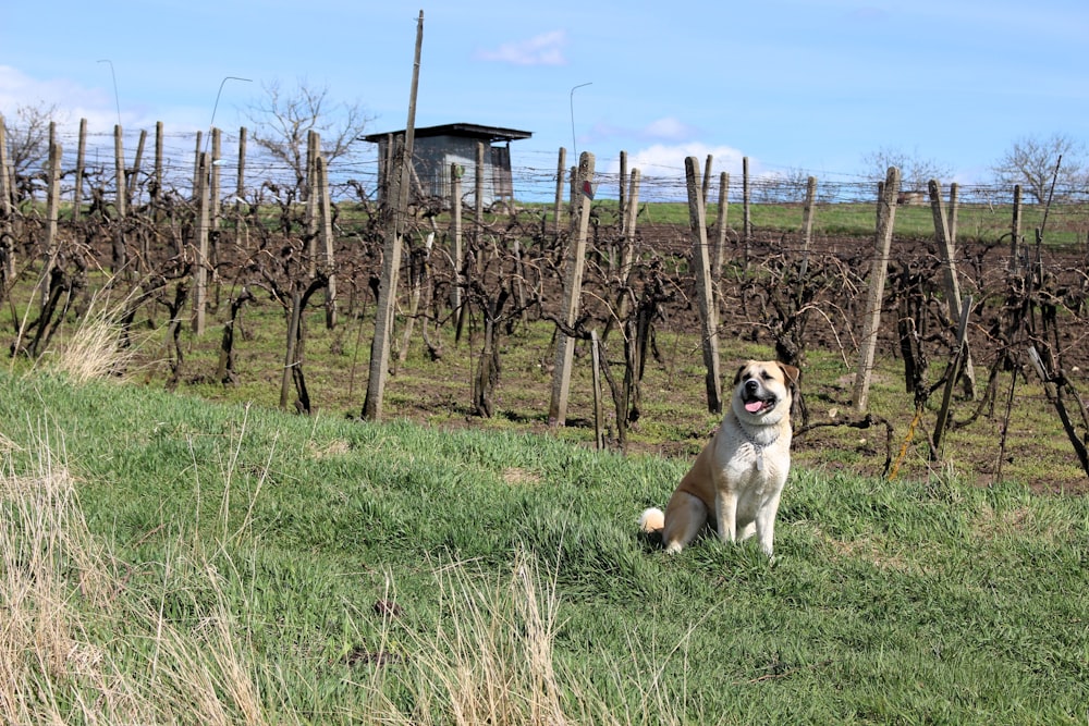 a dog sitting in the grass in front of a fence