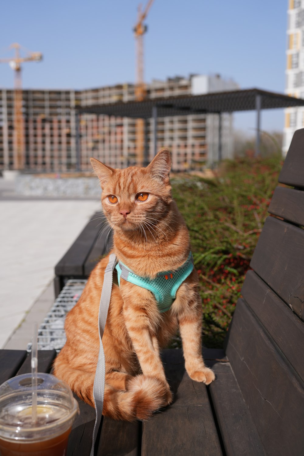 a cat sitting on a bench next to a drink