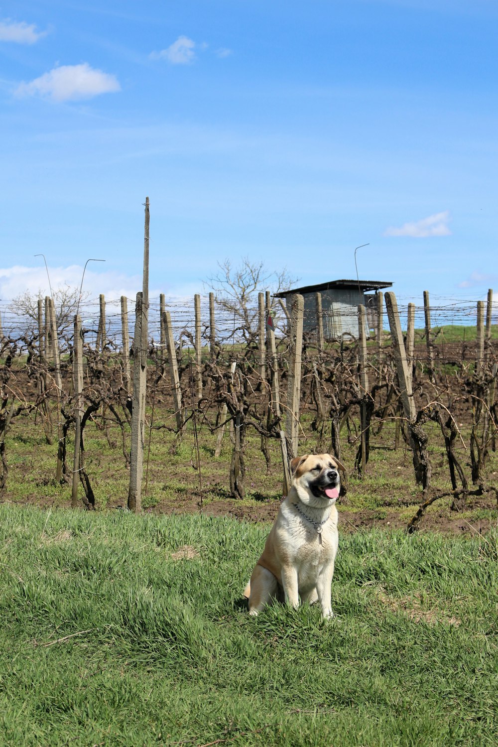 a dog sitting in the grass in front of a fence