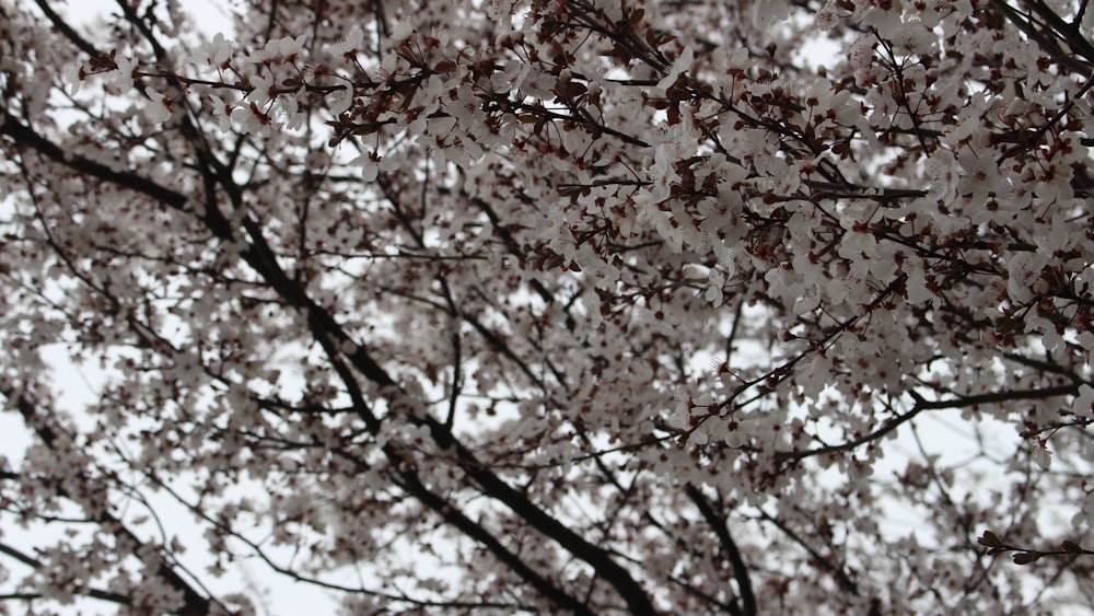 a tree with lots of white flowers on it