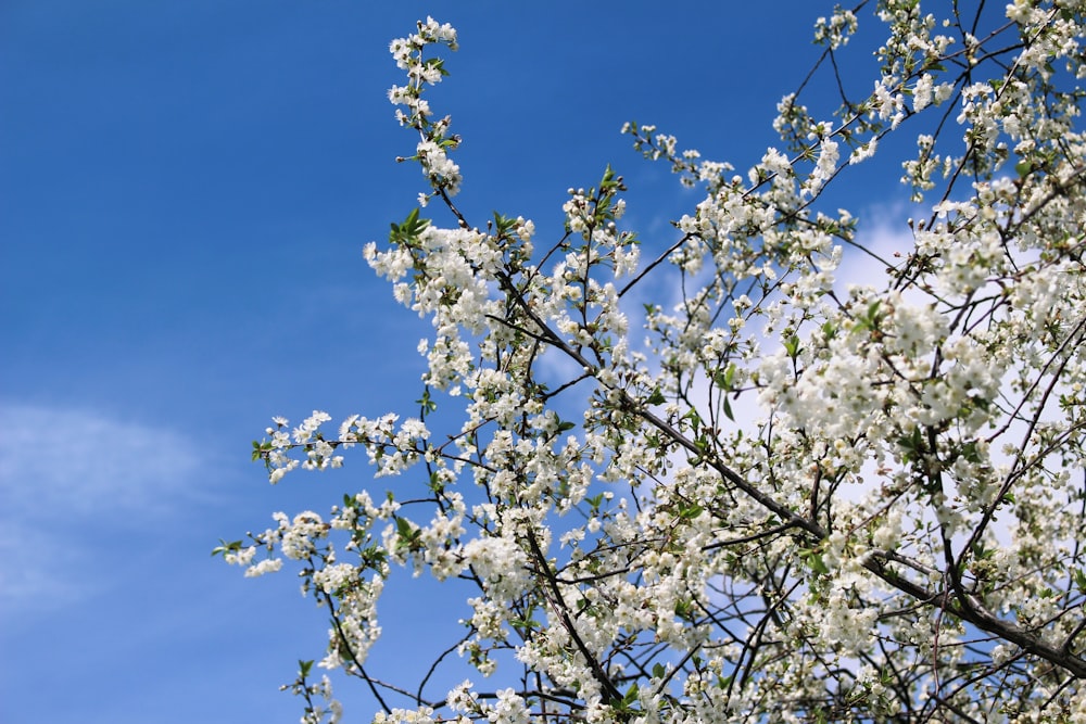 a tree with white flowers in front of a blue sky