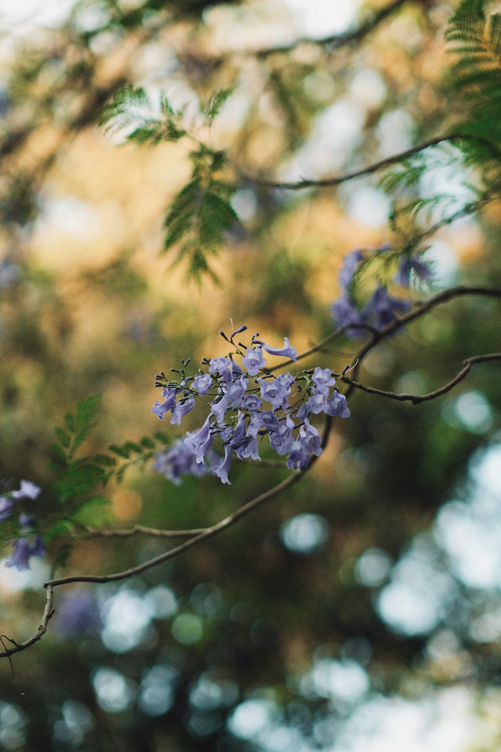 a branch with purple flowers and green leaves