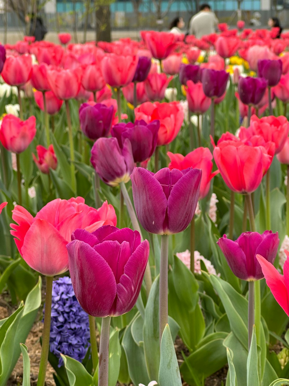 a field full of pink and purple flowers