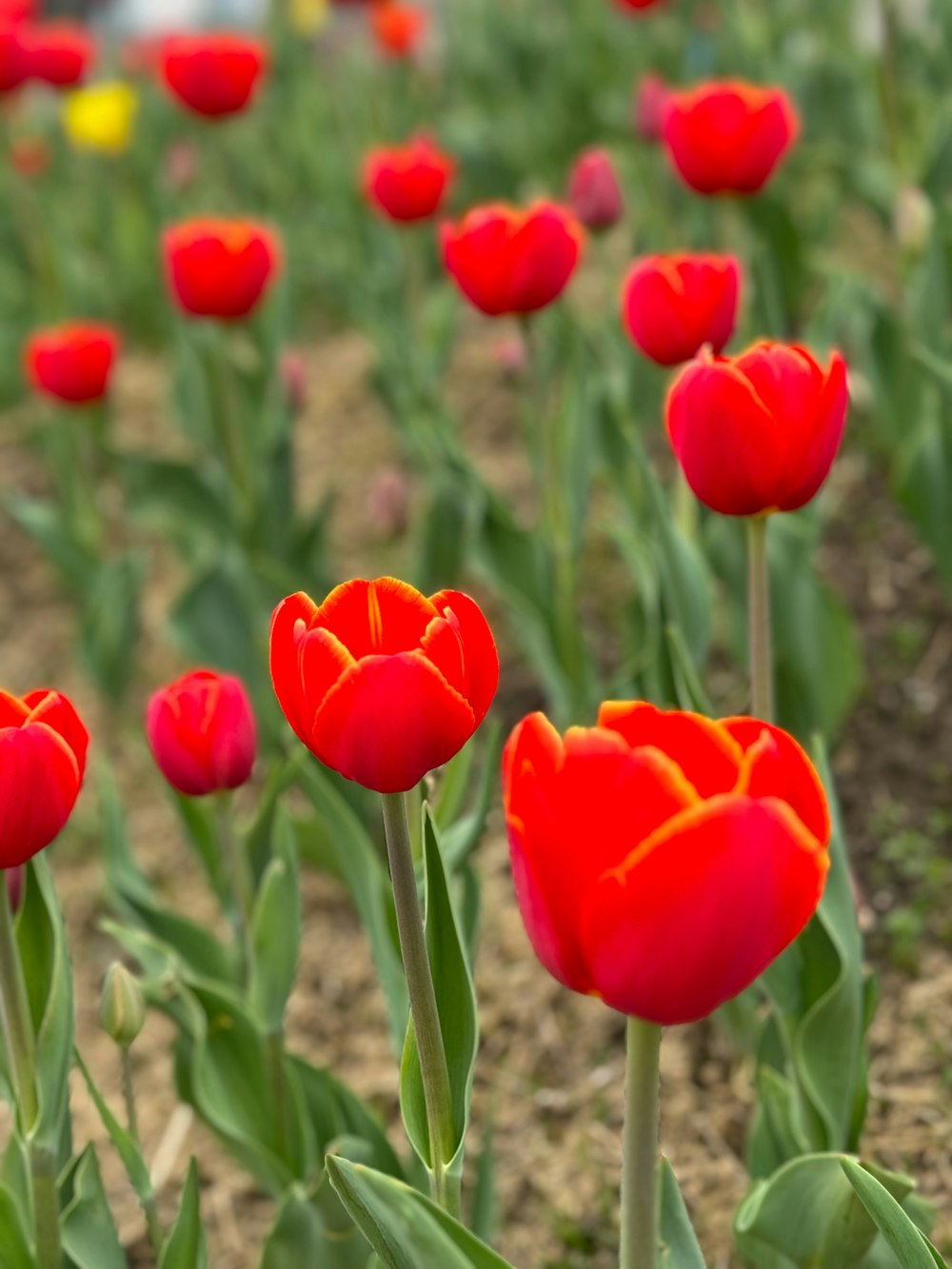 a field of red tulips with yellow tips