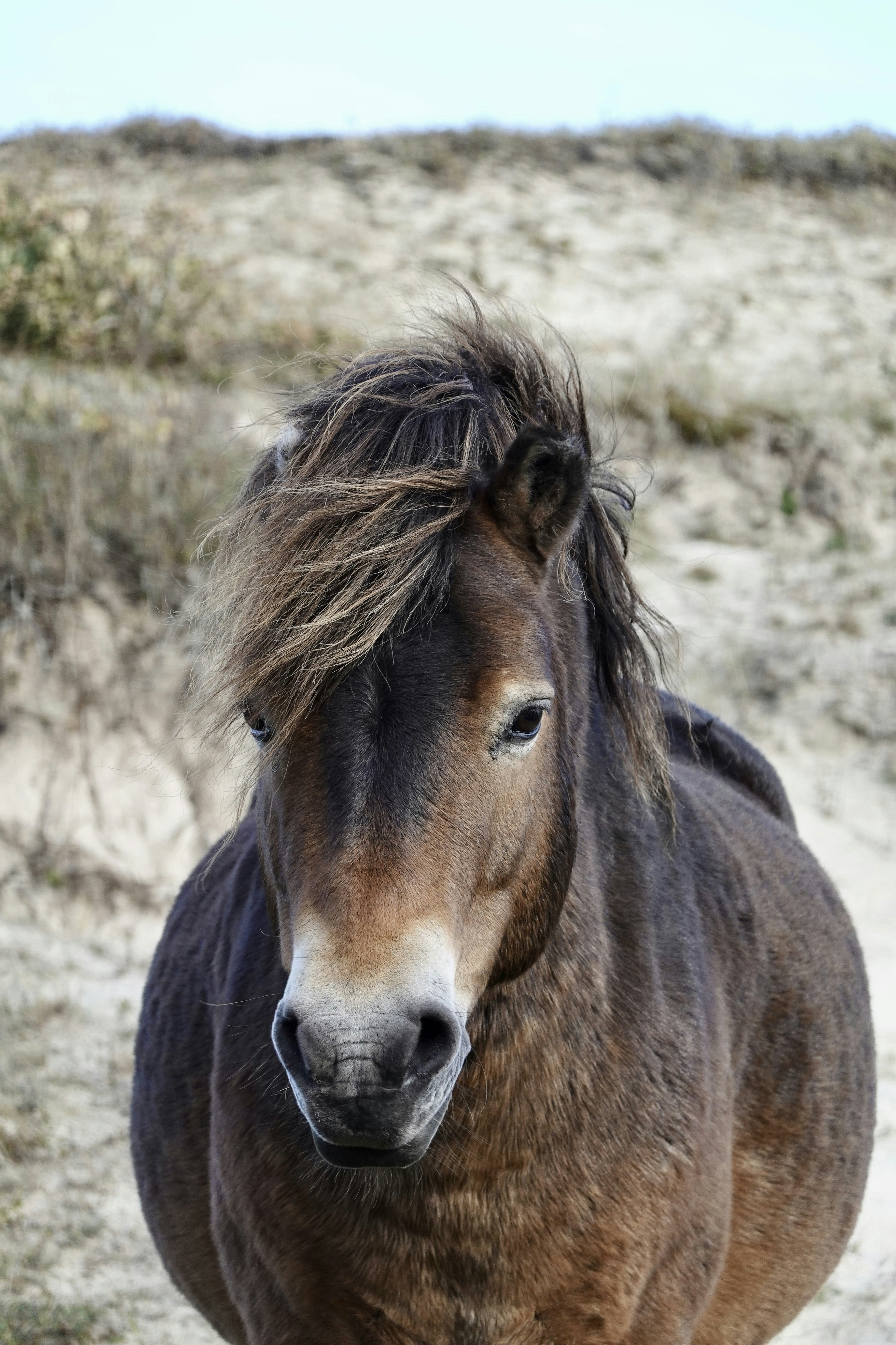 ein braunes Pferd, das auf einem sandigen Feld steht