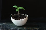 a small plant sprouting out of an egg shell