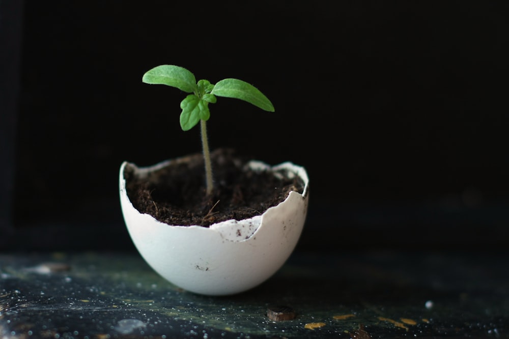 a small plant sprouting out of an egg shell