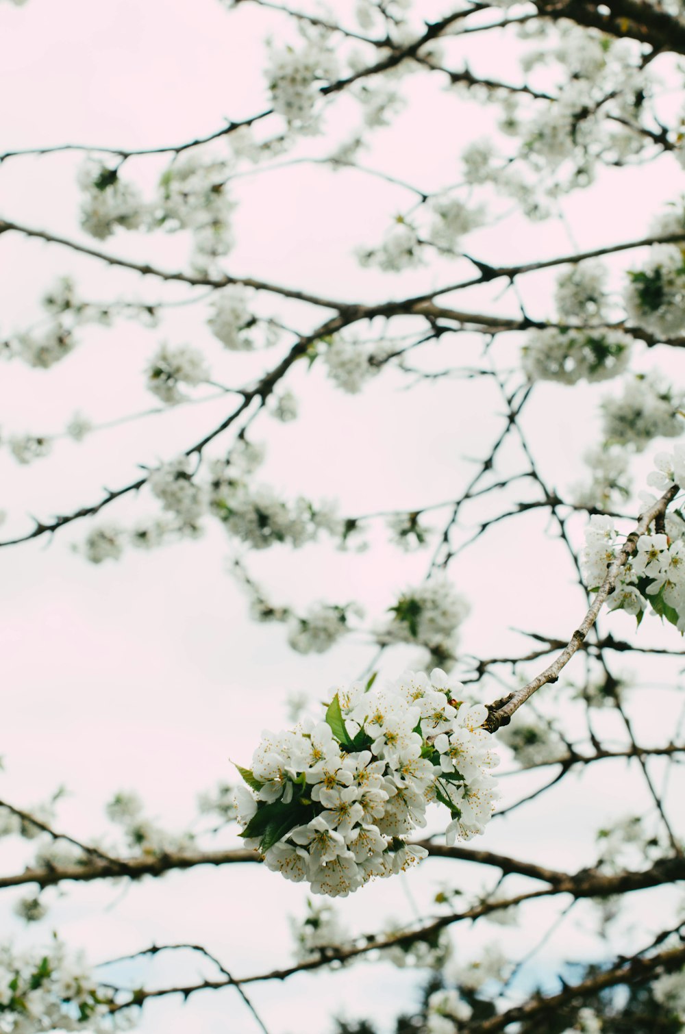 a branch of a tree with white flowers