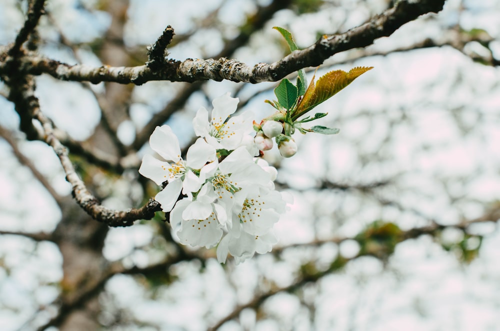 a tree with white flowers and green leaves