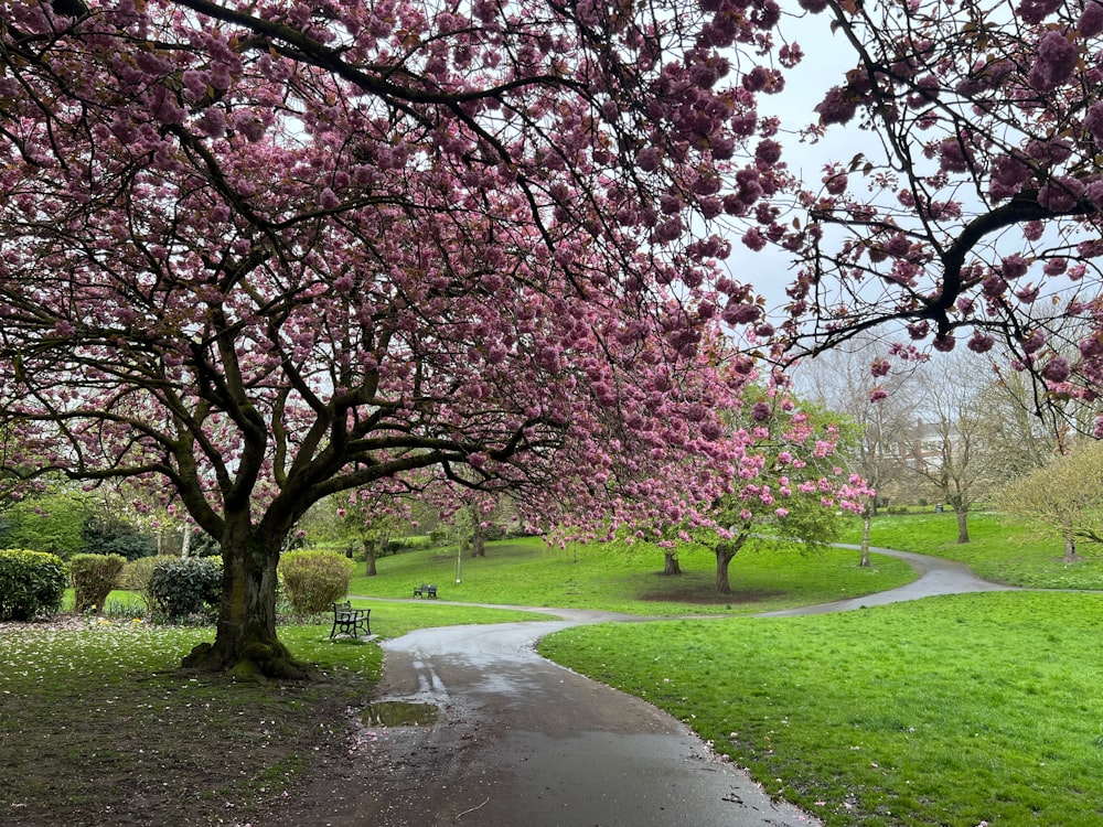 a park filled with lots of green grass and lots of pink flowers