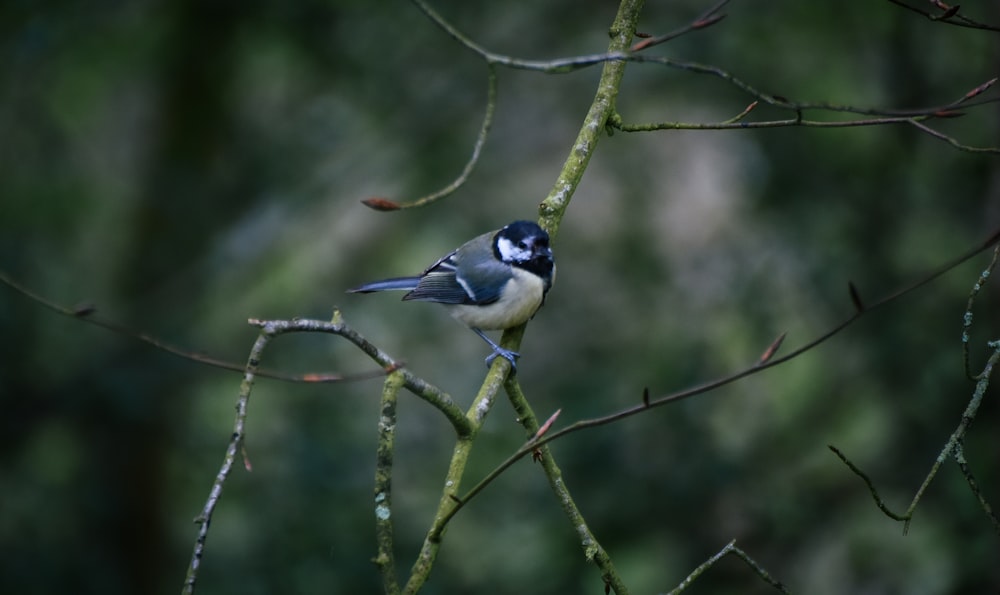 a blue and white bird perched on a tree branch