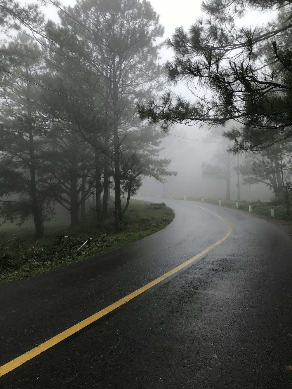 a foggy road in the middle of a forest