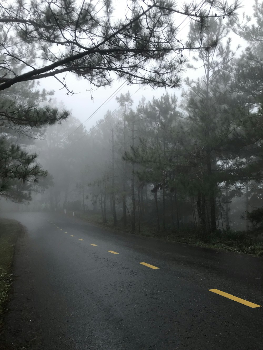 a foggy road in the middle of a forest