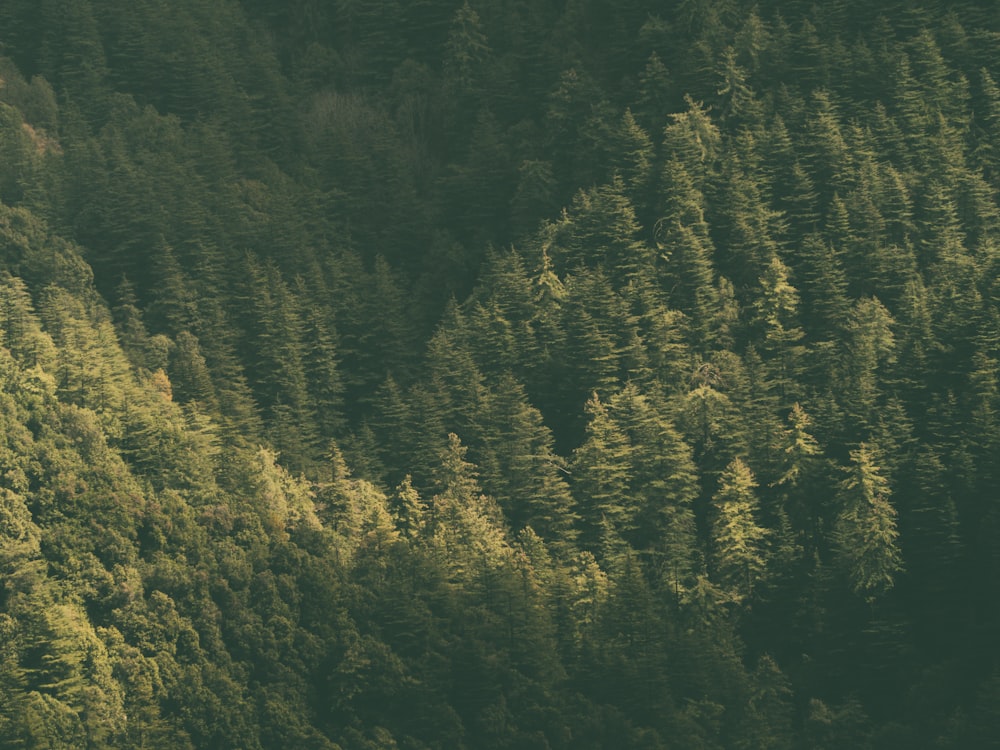 a group of trees that are next to each other