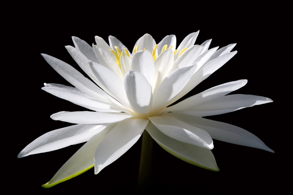 a white flower with yellow stamens on a black background