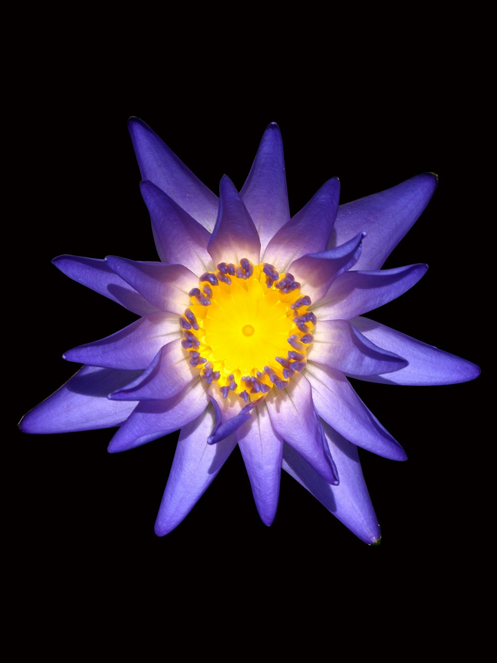 a purple flower with a yellow center on a black background