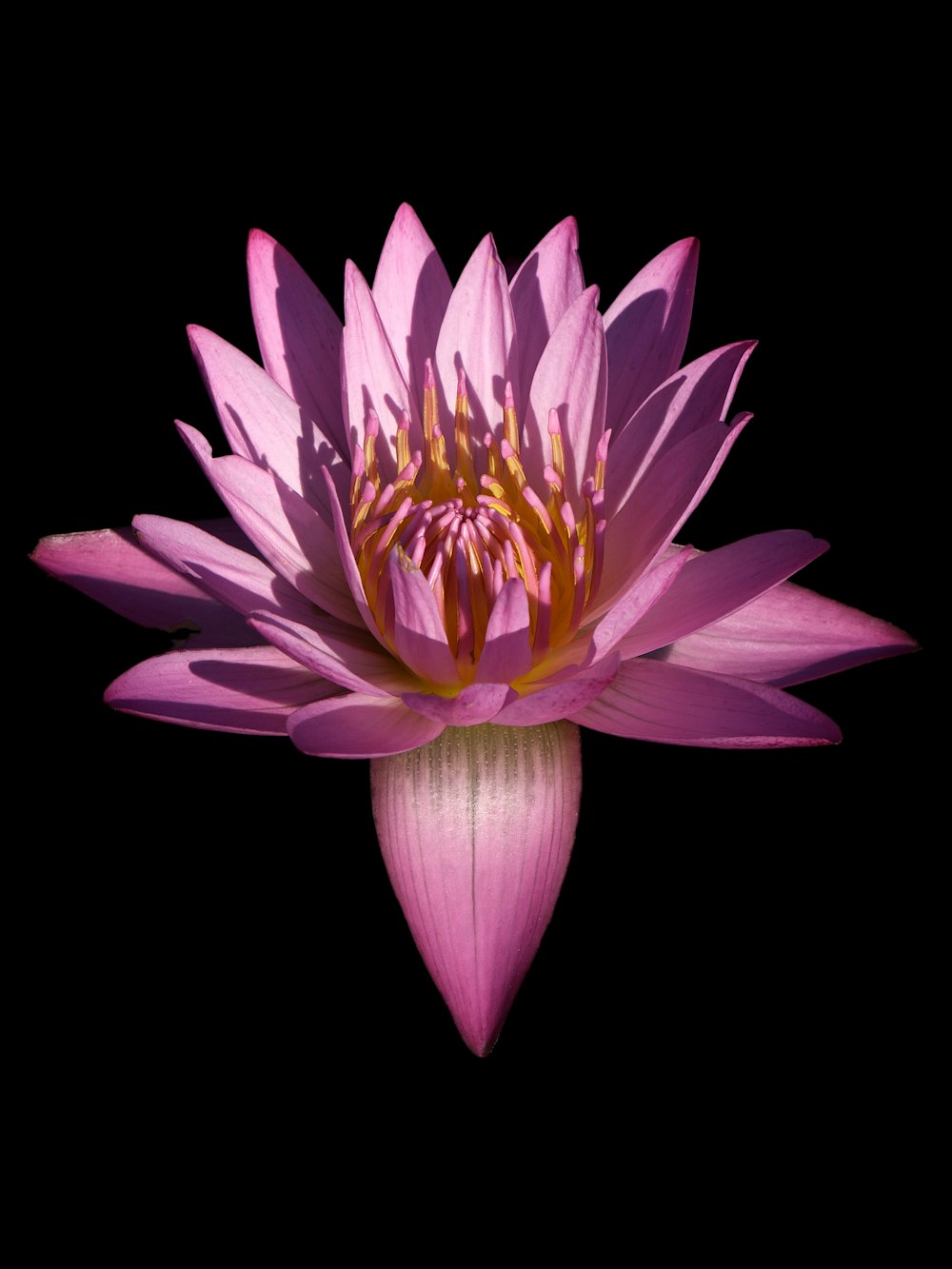 a pink flower with a black background