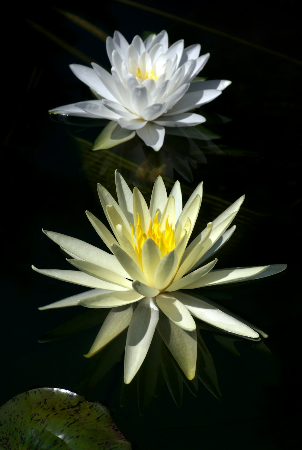 a couple of white water lilies floating on top of a lake