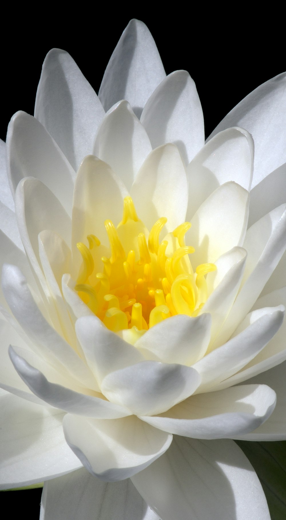 a white and yellow flower with a black background