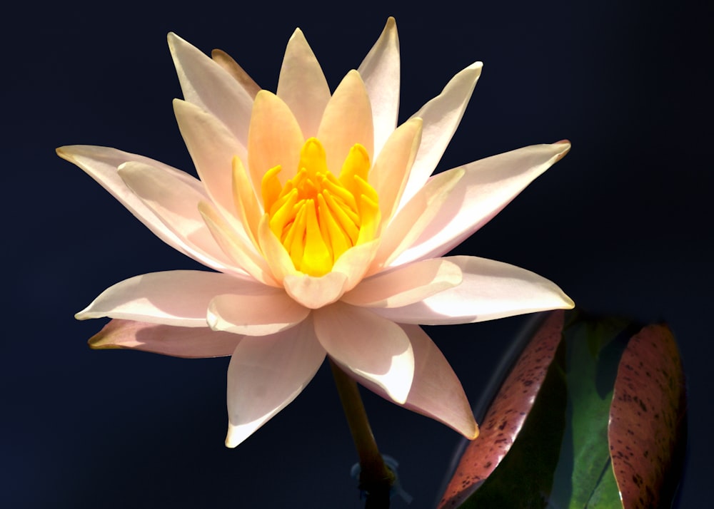 a white and yellow water lily in a pond