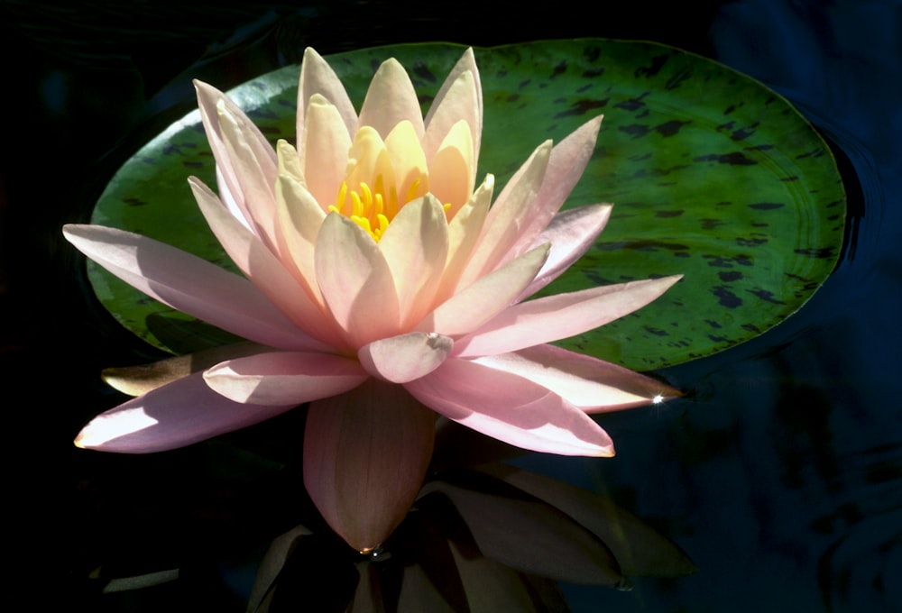 a pink water lily floating on top of a green lily pad