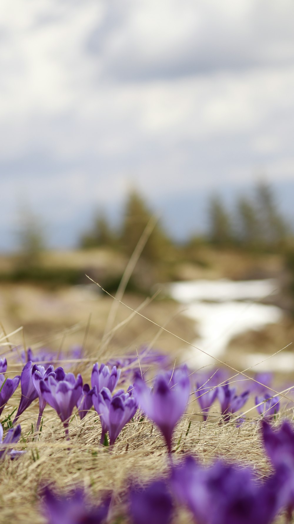 a bunch of purple flowers in a field