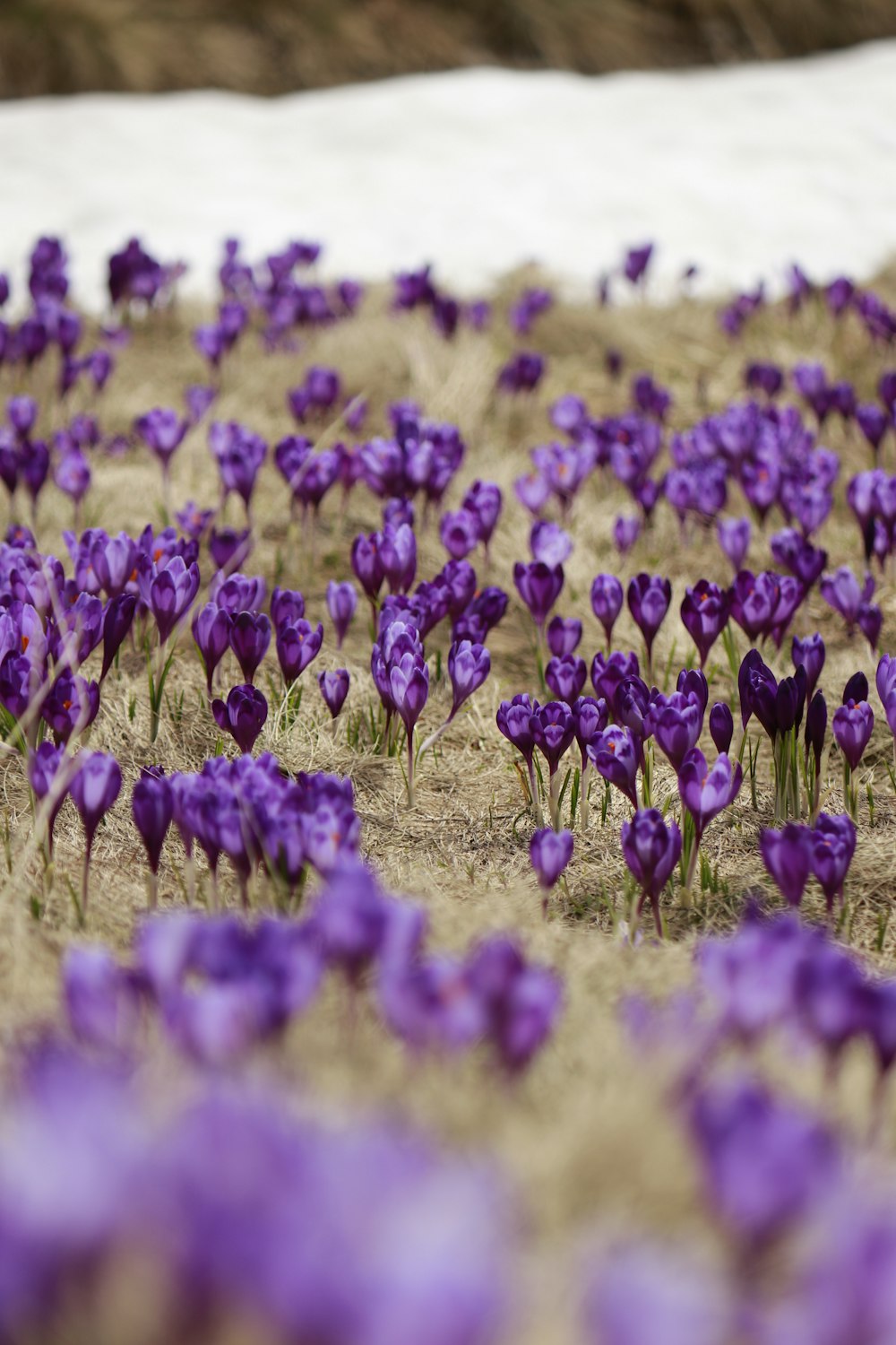 a field of purple flowers with snow in the background