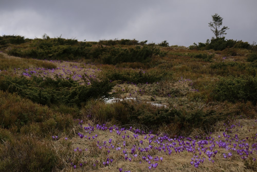 a field full of purple flowers under a cloudy sky