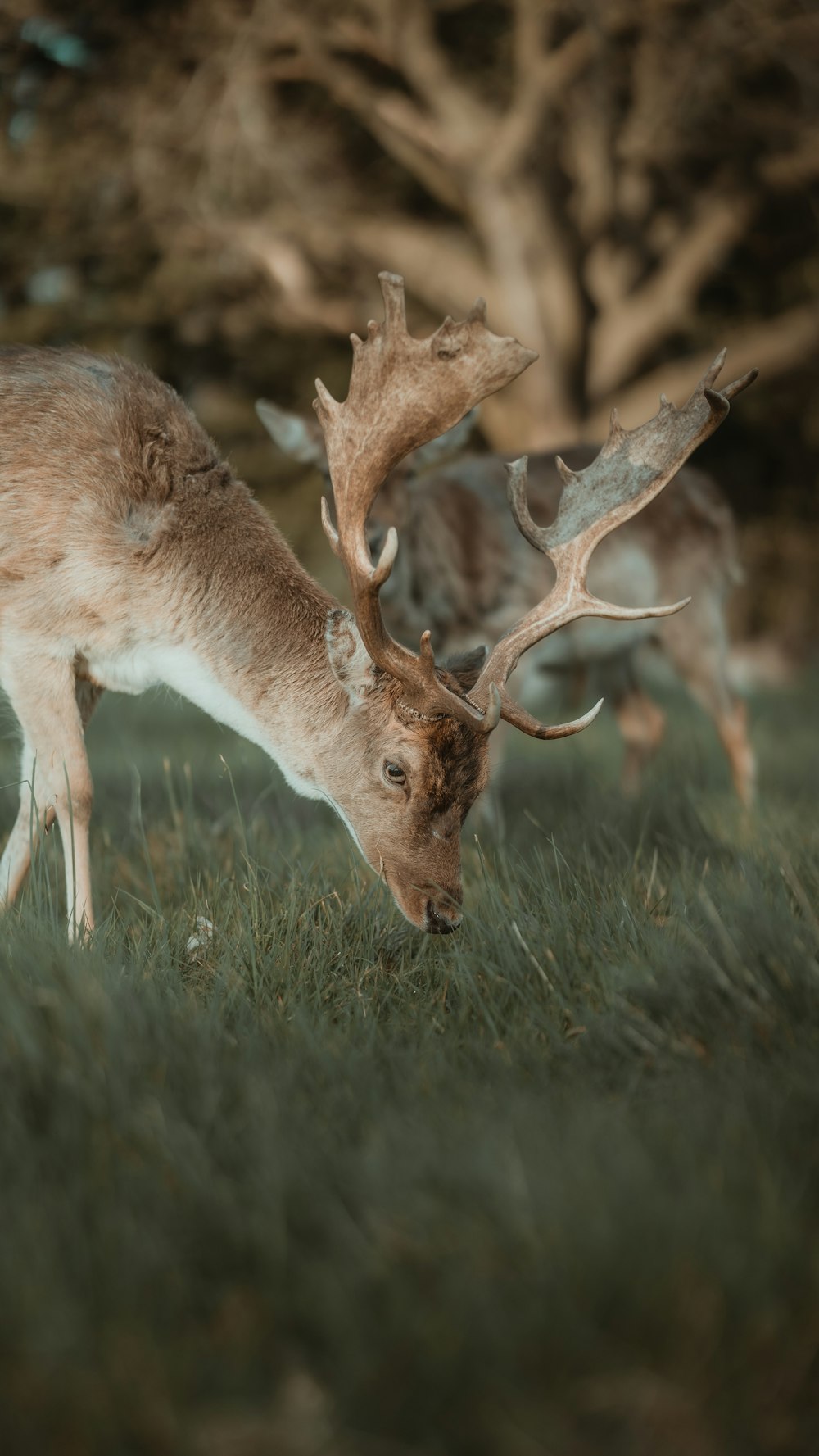 a deer grazing in a grassy field with trees in the background