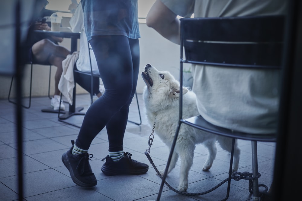 a white dog standing on a leash next to a person