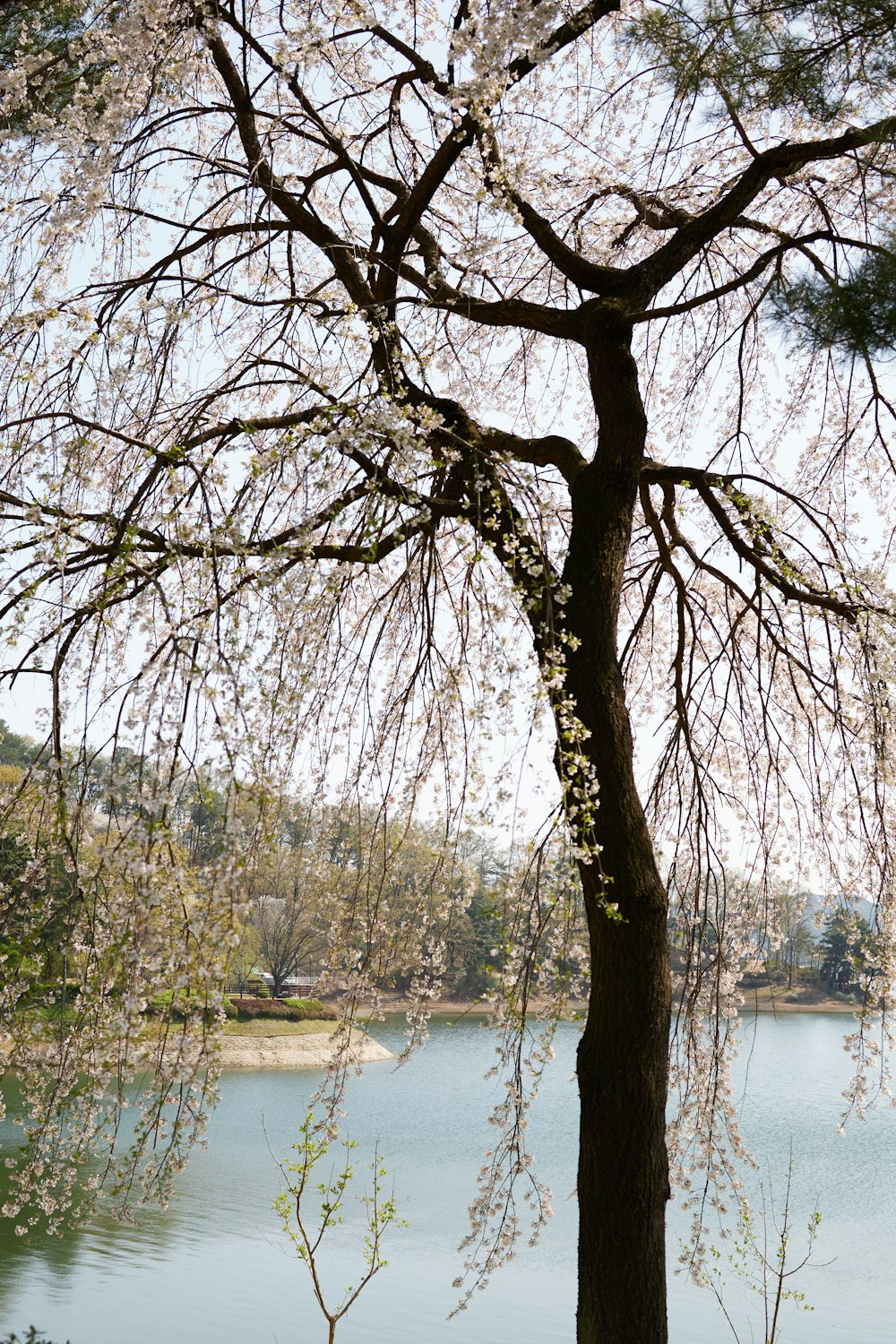 a bench under a tree next to a body of water