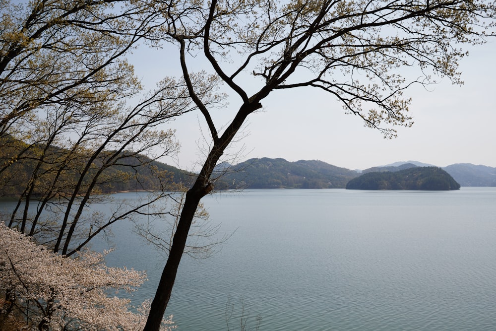 a body of water surrounded by trees and mountains