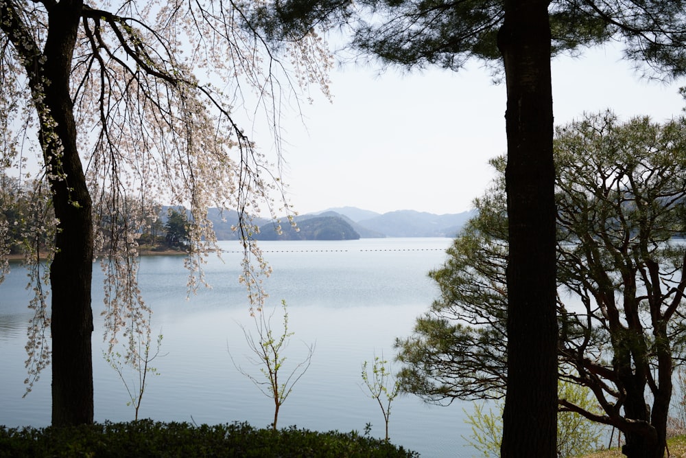 a body of water surrounded by trees and mountains