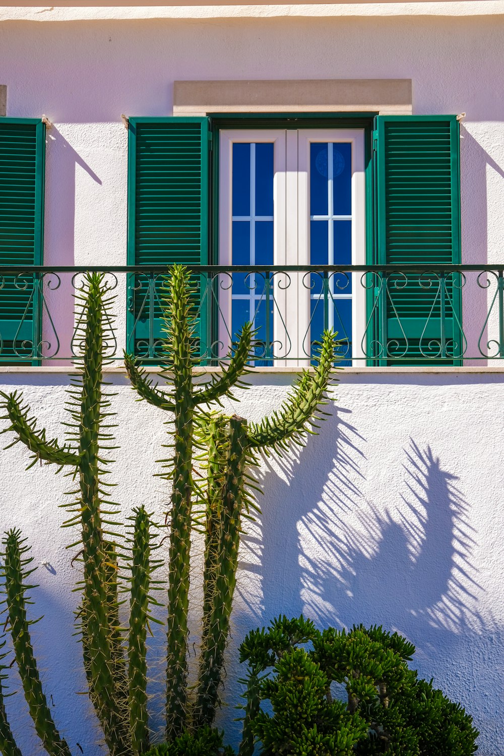 a cactus in front of a white building with green shutters