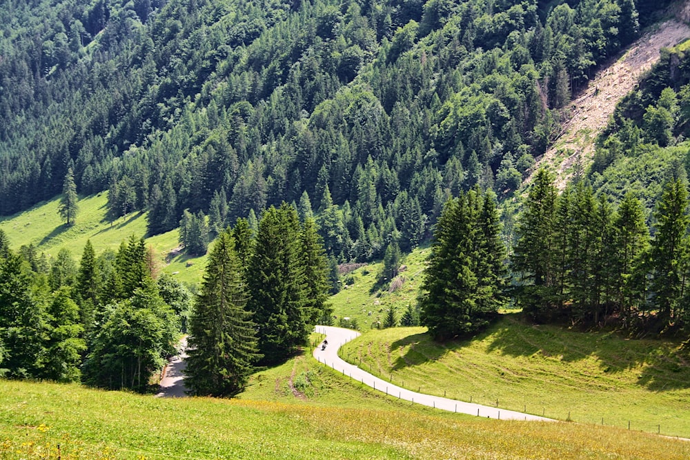 a winding road in the middle of a forest