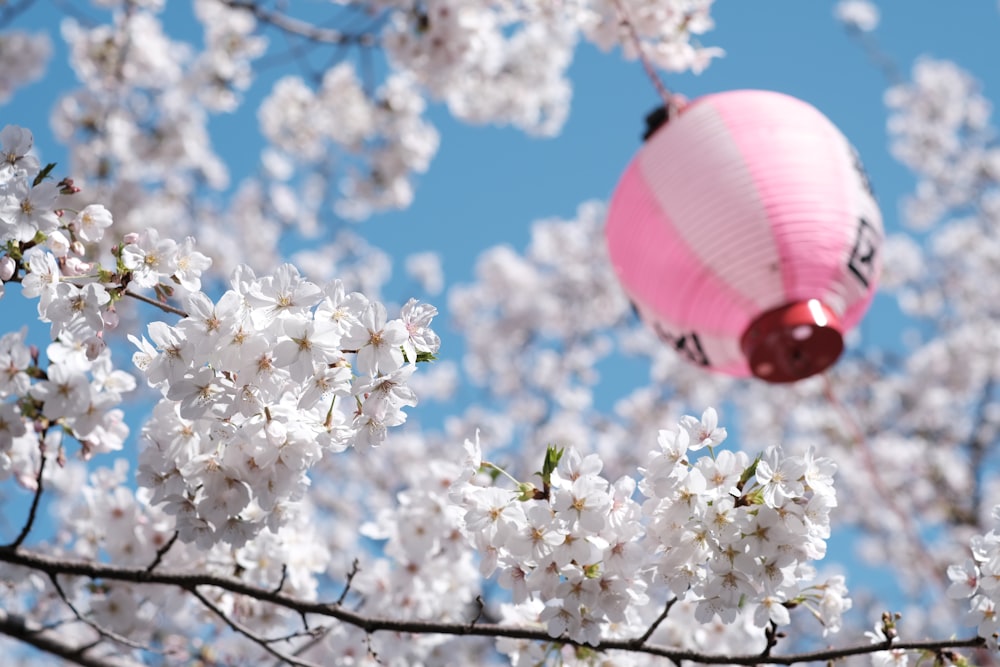 a pink lantern hanging from a tree with white flowers
