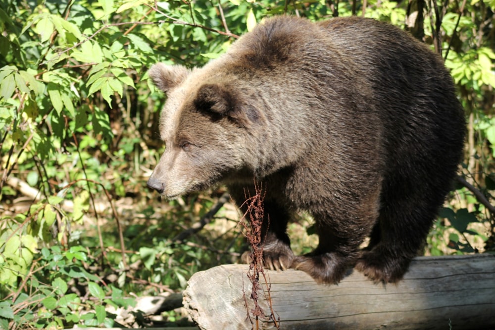 a large brown bear standing on top of a log