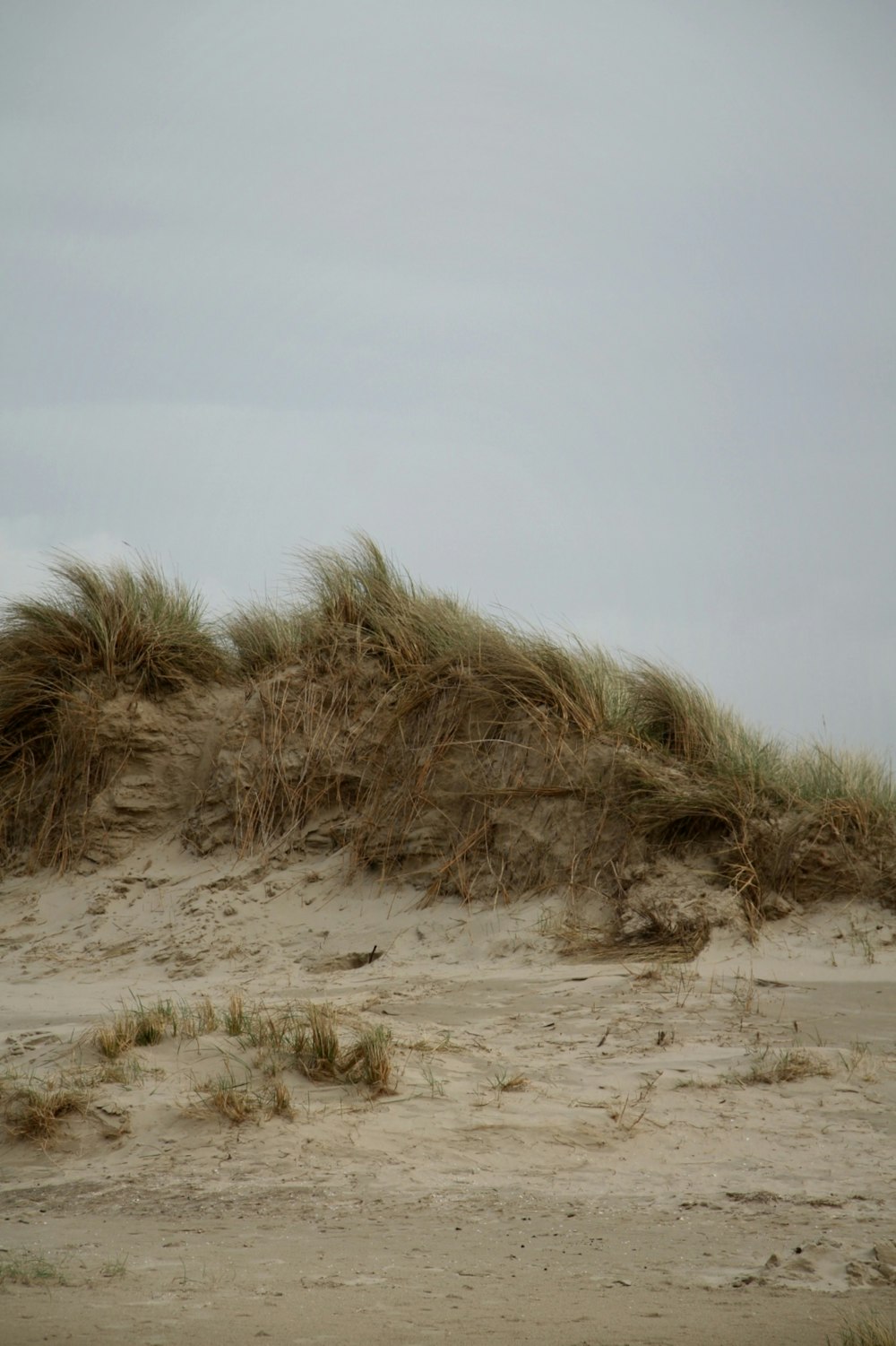 an animal standing on top of a sandy beach