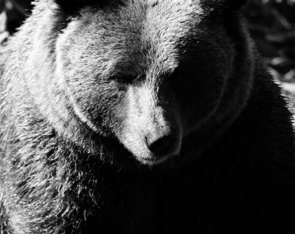 a black and white photo of a grizzly bear