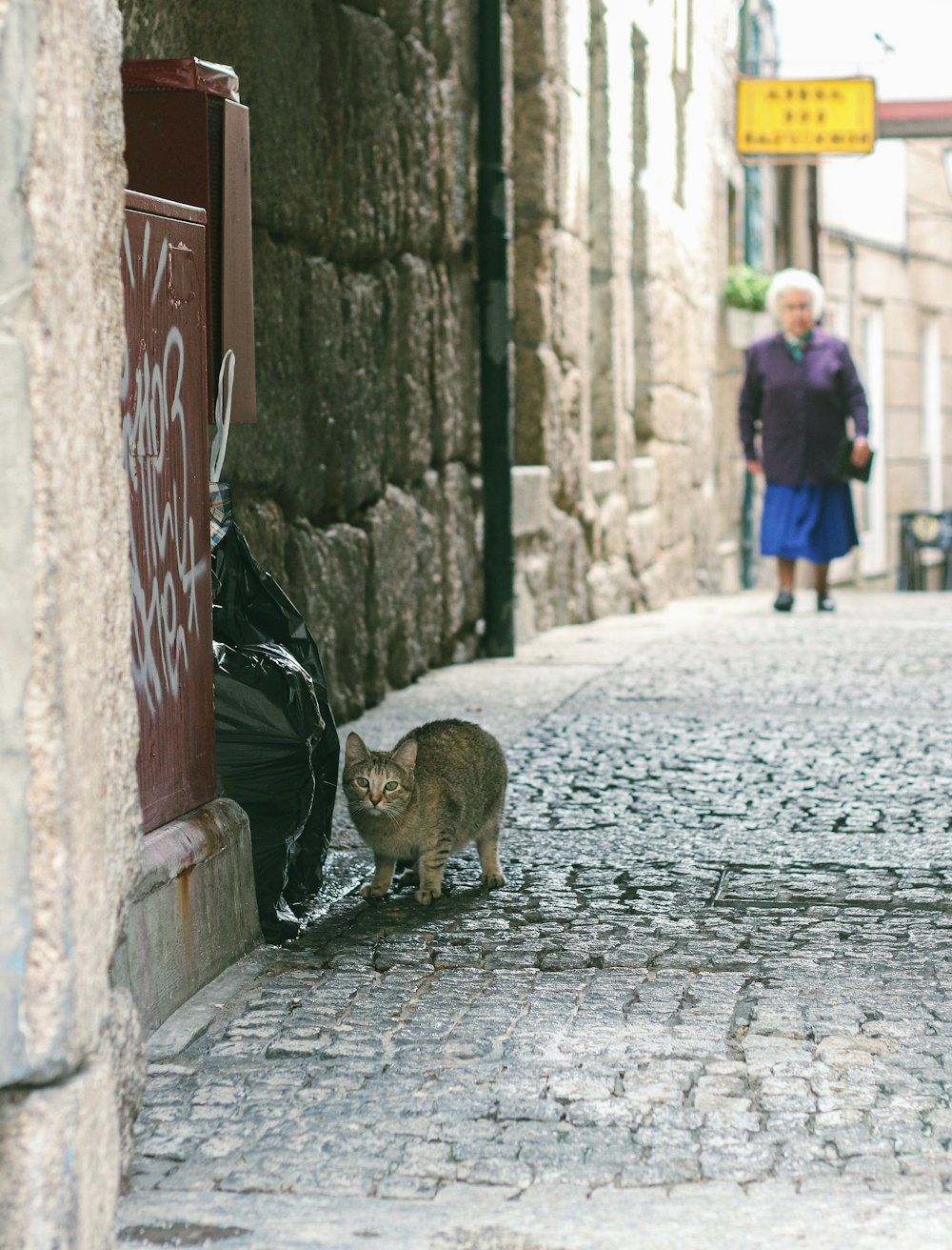 a cat is standing on a cobblestone street