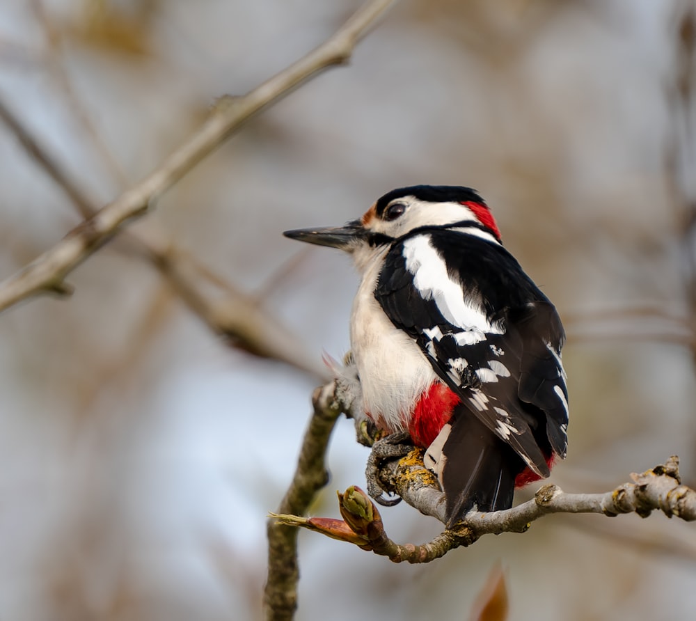 a black, white and red bird sitting on a tree branch