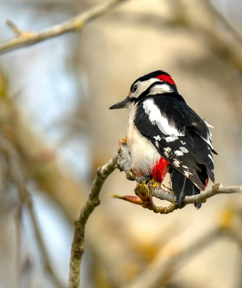 a bird sitting on a branch of a tree