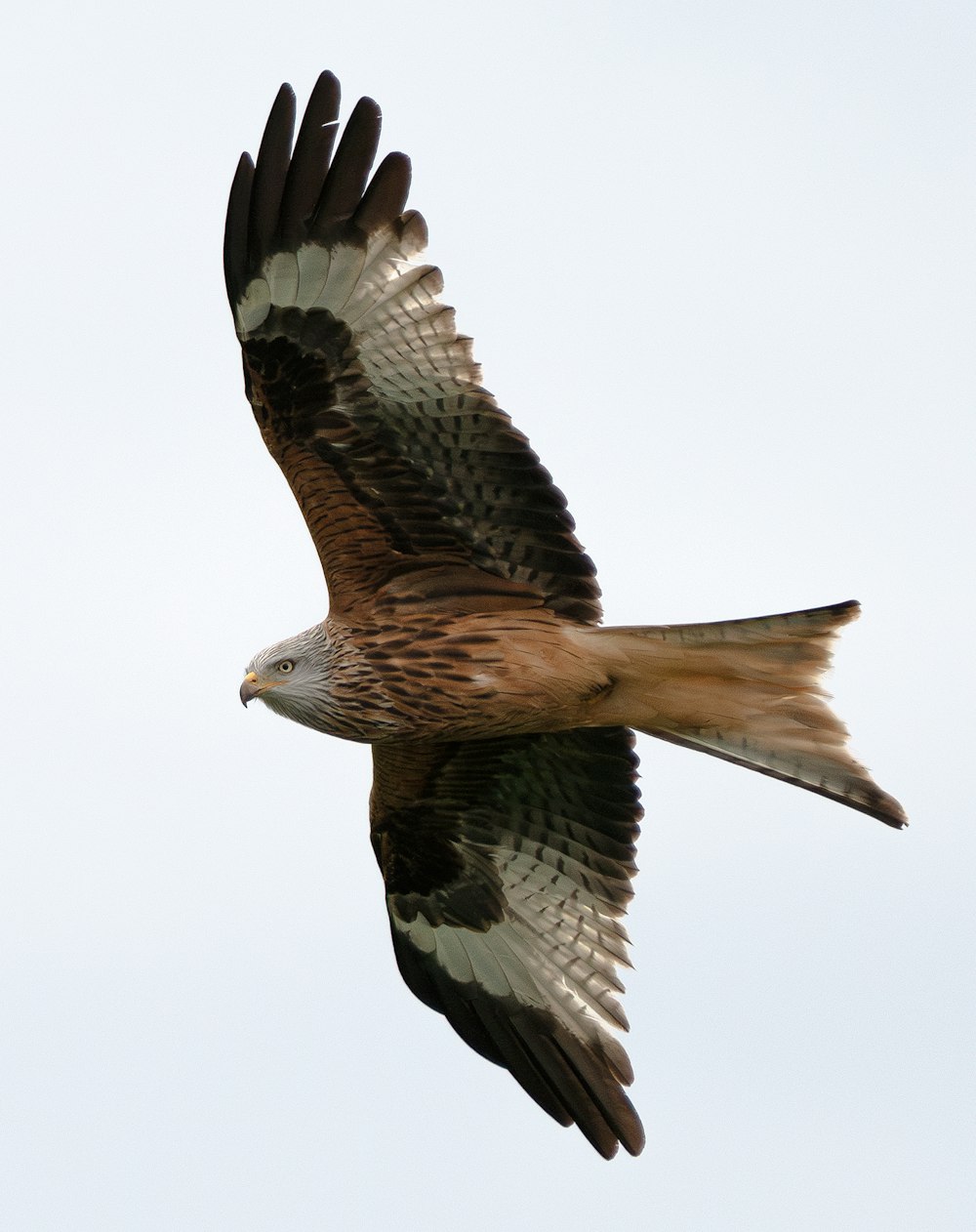 a large bird flying through a blue sky