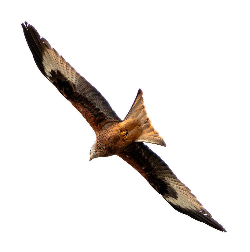 a brown and white bird flying through the sky