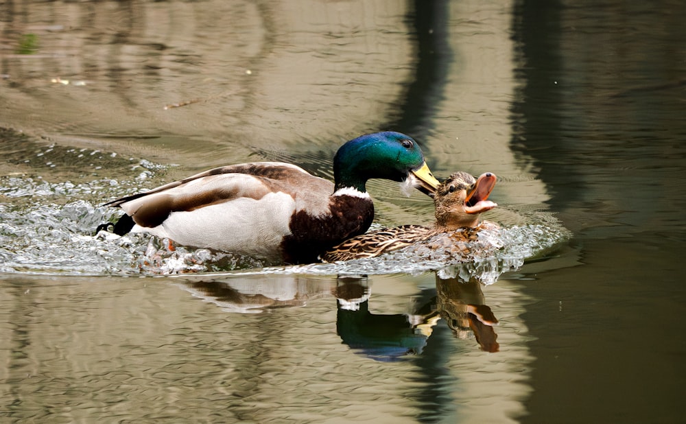 a duck and a duckling are swimming in the water
