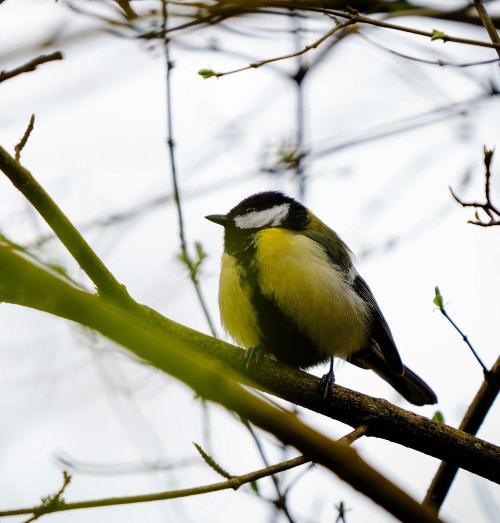 a small bird perched on a tree branch