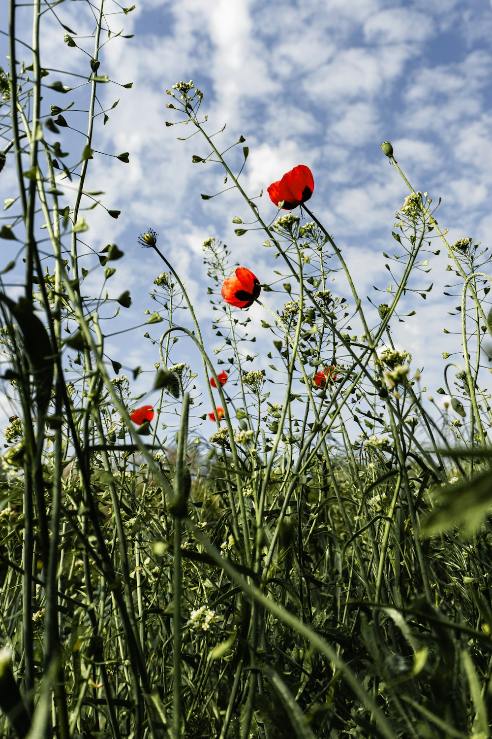 a bunch of red flowers that are in the grass