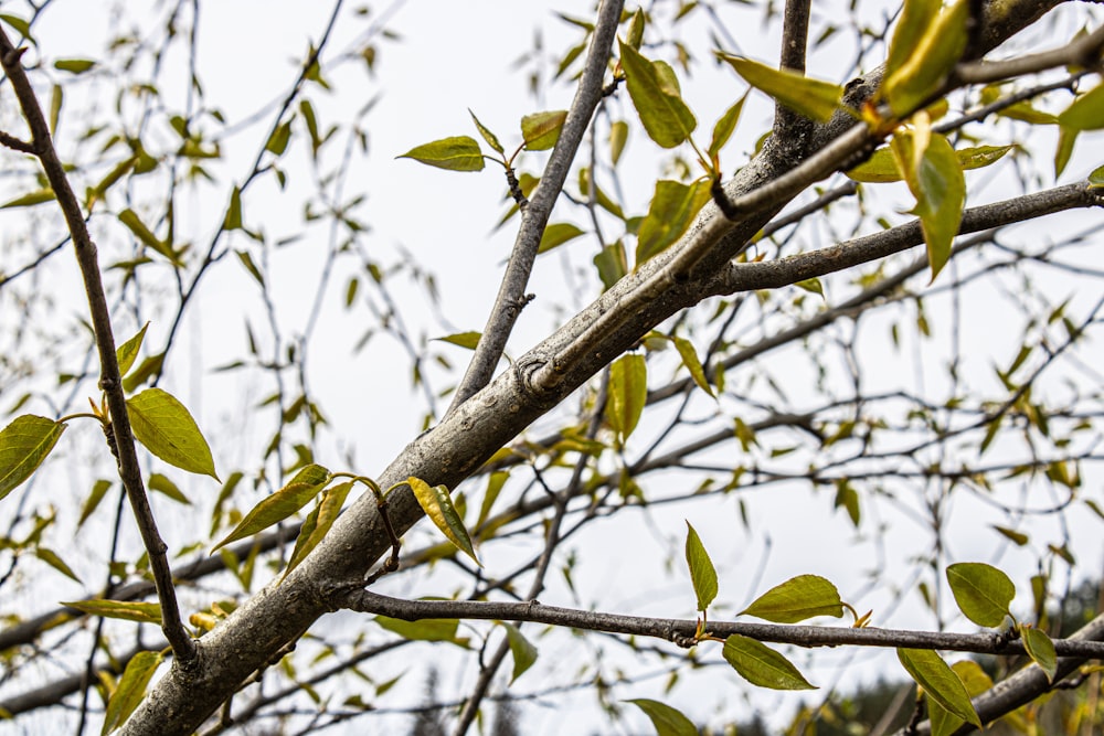 une branche d’arbre aux feuilles vertes sur fond de ciel bleu